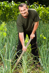 Gardener in an onion field, weeding