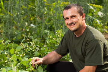 Farmer near a field of broad beans plants