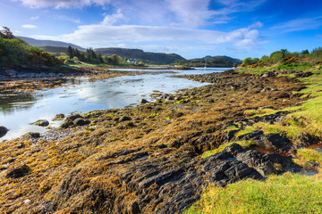 Obraz premium Landscape with seaweed along the river side