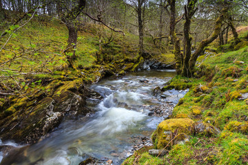 Wild river floating through a forrest