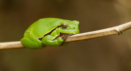 European Tree Frog