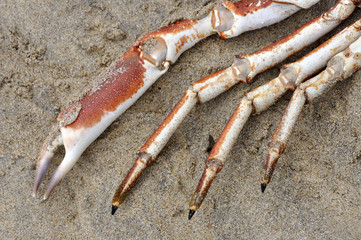 Crabs Legs
