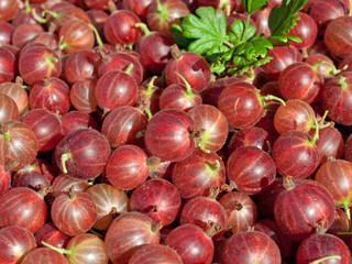 Stachelbeeren - Ribes uva-crispa