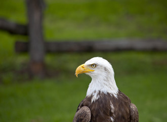 Head of sea eagle standing with green background