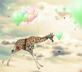 Gordijnen Ingenious giraffe reaching an apple flying using balloons © Krakenimages.com