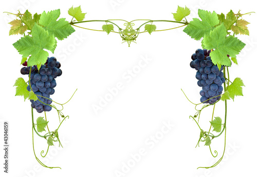 "cadrage vigne et raisin" photo libre de droits sur la 