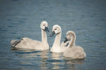 Beautiful swan babies in the river