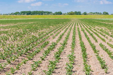 Rows of celery root plants in a Dutch field
