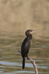 Microcarbo pygmeus