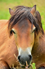 Fototapeta premium Close up of a horses head front on while lying down