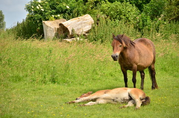 Mother horse protecting sleeping foal