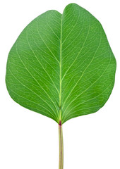 feuille de patate &agrave; Durand,  ipom&eacute;e pied-de-ch&egrave;vre