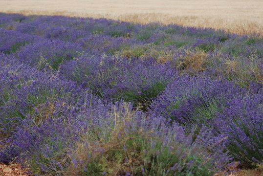 lavande