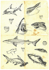 Hand drawn a large collection of sharks