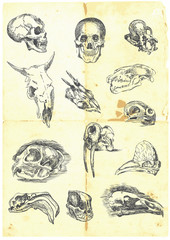 Hand drawn a large collection of various skulls.