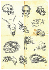 Naklejka premium Hand drawn a large collection of various skulls.