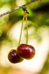 fruit