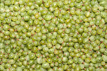gooseberry