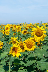 sunflowers