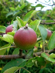 Half Red Apple Fruit on Branch