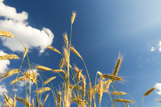 Roggen vor blauem Himmel