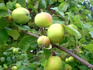 Green Apple Fruits on Branch