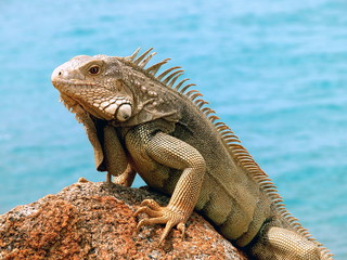 Naklejka premium Iguana