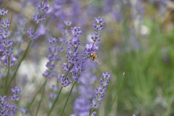 Biene am Lavendelstrauch