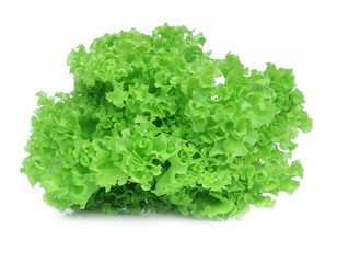 fresh green lettuce salad isolate on white background