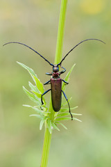 Moschusbock