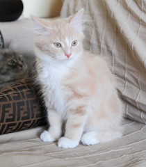 Gattino siberiano in relax sul divano