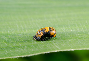 tiny ladybird pupa