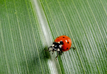 small ladybug on big leaf (corn field)
