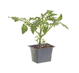 Single tomato seedling isolated against white
