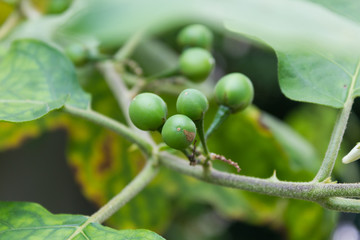 Fresh Pea Eggplants