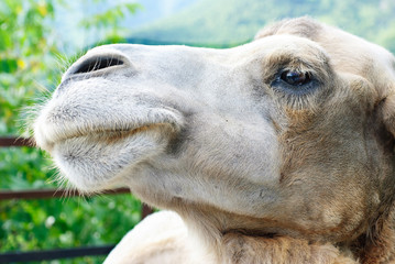 shot of the camel's head  close up