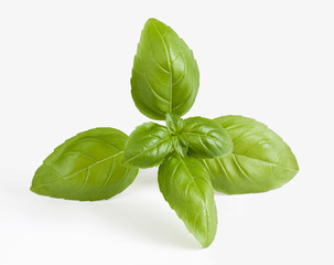 Closeup of fresh basil sprig on a white background.