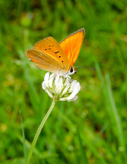 scarce copper on clover vertical (Dukatenfalter)