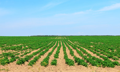 Fototapeta na wymiar Potato Fields in the Countryside