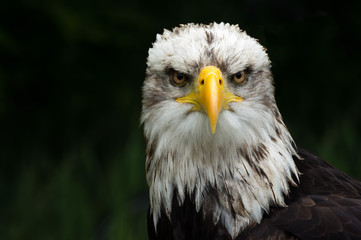Seeadler