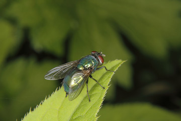 Goldfliege (Lucilia sericata)