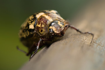 Polyphylla fullo