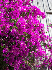 Naklejka premium Bouganville