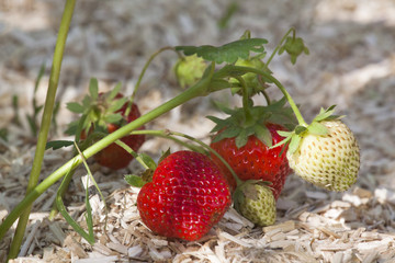 Cultiver des fraises