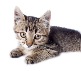 kitten on white backgrounds