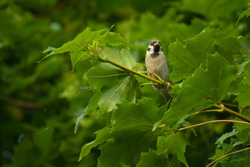 Sparrow - Passer montanus