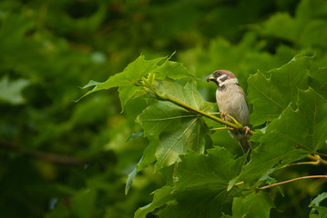 Sparrow - Passer montanus