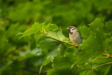 Sparrow - Passer montanus