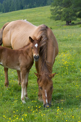 Obraz premium Puledro con la mamma