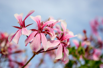 rose geranium